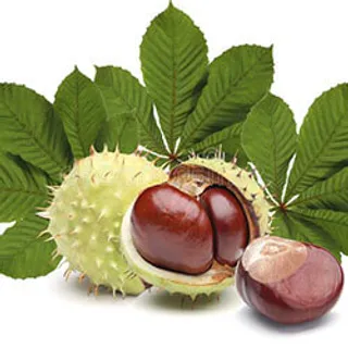 Extracto de castaño de Indias, ingrediente de la crema Veniselle