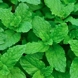 Mentol, ingrediente de la crema Veniselle