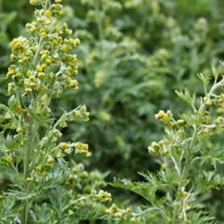 Extracto de ajenjo (artemisa), ingrediente de la crema Veniselle